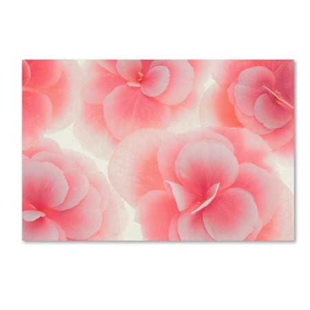 Trademark Fine Art Cora Niele 'Rose Begonia Flowers' Canvas Art, 16x24 ALI1779-C1624GG
